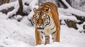 Превью обои сибирский тигр, тигрица, большая кошка, хищник, снег