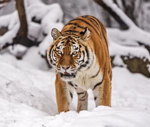 Превью обои сибирский тигр, тигрица, большая кошка, хищник, снег
