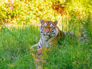 Превью обои сибирский тигр, трава, животное, хищник, дикий