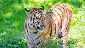 Превью обои сибирский тигр, высунутый язык, хищник, большая кошка