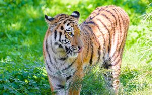 Превью обои сибирский тигр, высунутый язык, хищник, большая кошка