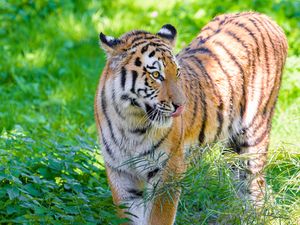 Превью обои сибирский тигр, высунутый язык, хищник, большая кошка