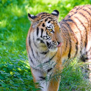 Превью обои сибирский тигр, высунутый язык, хищник, большая кошка