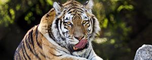 Превью обои сибирский тигр, высунутый язык, хищник, большая кошка, дикая природа