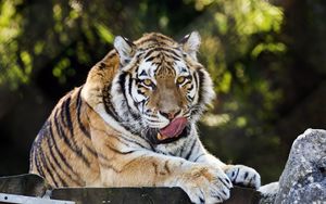 Превью обои сибирский тигр, высунутый язык, хищник, большая кошка, дикая природа
