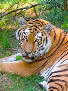 Превью обои сибирский тигр, взгляд, хищник, большая кошка, трава