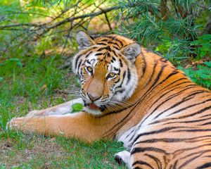 Превью обои сибирский тигр, взгляд, хищник, большая кошка, трава