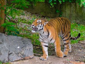 Превью обои сибирский тигр, взгляд, оскал, хищник, большая кошка