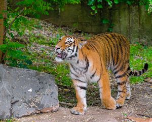 Превью обои сибирский тигр, взгляд, оскал, хищник, большая кошка