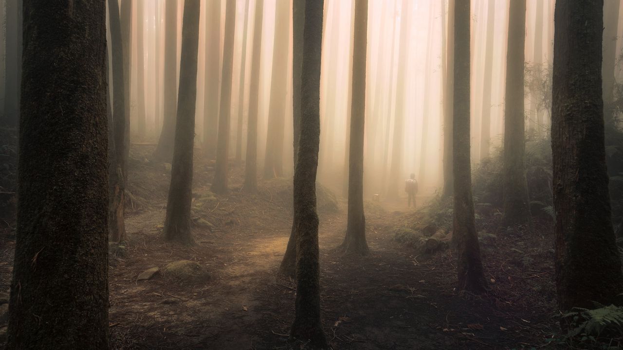 Обои силуэт, лес, туман, мрак