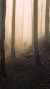 Превью обои силуэт, лес, туман, мрак