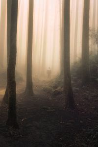 Превью обои силуэт, лес, туман, мрак
