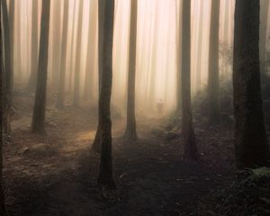 Превью обои силуэт, лес, туман, мрак