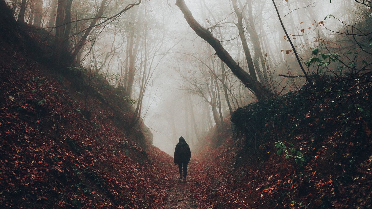 Обои силуэт, туман, лес, одиночество, уединение, прогулка