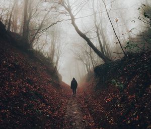 Превью обои силуэт, туман, лес, одиночество, уединение, прогулка
