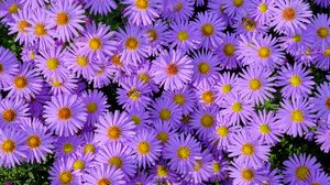 Превью обои симфиотрихум, цветы, пчела, фиолетовый, растения