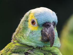 Превью обои синелобый амазон, попугай, клюв, зеленый, птица