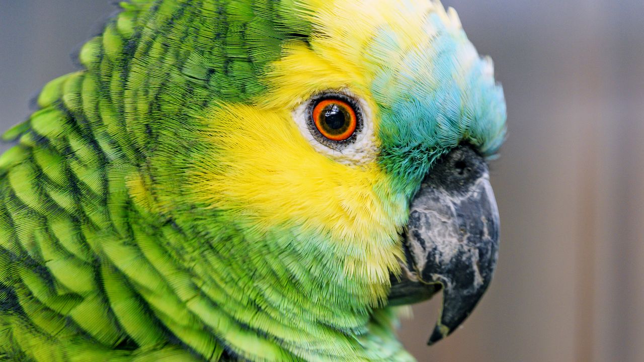Обои синелобый амазон, попугай, птица, зеленый
