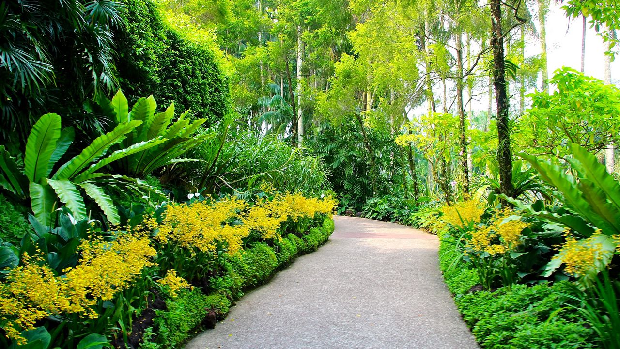 Обои сингапур, ботанический сад, тропинка, деревья