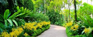 Превью обои сингапур, ботанический сад, тропинка, деревья