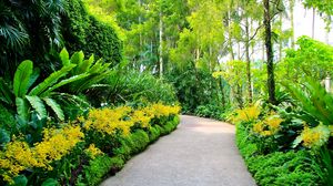 Превью обои сингапур, ботанический сад, тропинка, деревья