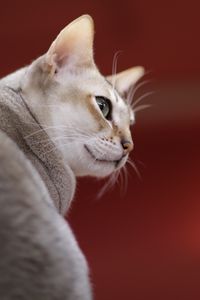 Превью обои сингапурская кошка, морда, окрас, порода