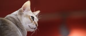 Превью обои сингапурская кошка, морда, окрас, порода