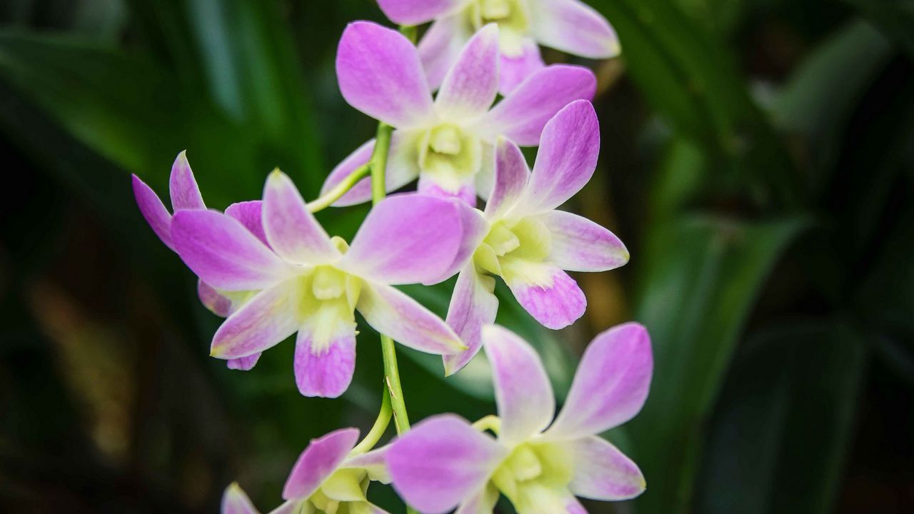 Обои сингапурская орхидея, орхидея, цветы