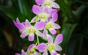 Превью обои сингапурская орхидея, орхидея, цветы