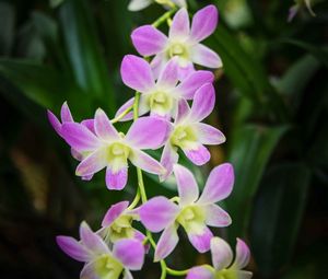 Превью обои сингапурская орхидея, орхидея, цветы