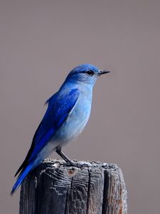 Превью обои синяя птица, окрас, птица, пенек, сидеть, крылья