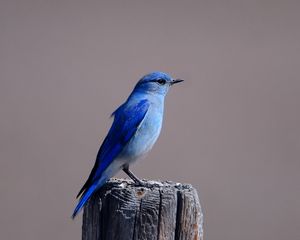 Превью обои синяя птица, окрас, птица, пенек, сидеть, крылья