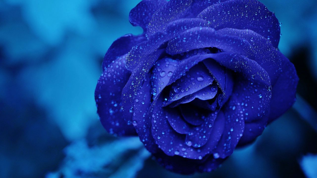 Обои синяя роза, бутон, капли, цветок