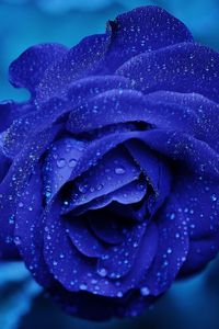Изображения по запросу Синие розы