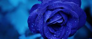 Превью обои синяя роза, бутон, капли, цветок
