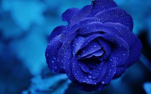Превью обои синяя роза, бутон, капли, цветок
