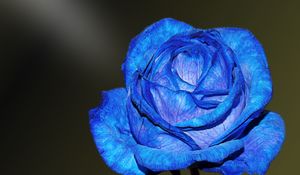 Превью обои синяя роза, бутон, лепестки