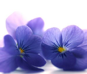 Превью обои синяя виола, цветы, лепестки, крупный план