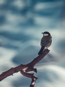 Превью обои синица, клюв, птица, ветка