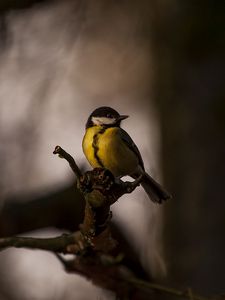 Превью обои синица, птица, перья, яркий, ветки