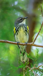 Превью обои синица, птица, ветки, дерево, зелень, природа