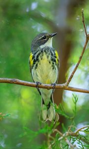 Превью обои синица, птица, ветки, дерево, зелень, природа