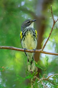 Превью обои синица, птица, ветки, дерево, зелень, природа