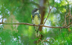 Превью обои синица, птица, ветки, дерево, зелень, природа