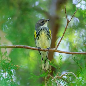 Превью обои синица, птица, ветки, дерево, зелень, природа