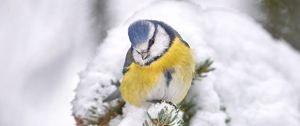 Превью обои синица, птица, ветки, иголки, шишки, снег, зима
