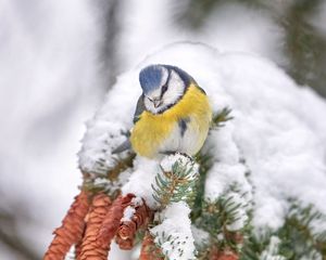 Превью обои синица, птица, ветки, иголки, шишки, снег, зима