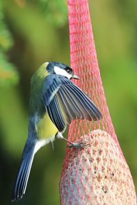 Превью обои синица, птица, животное, природа, крылья