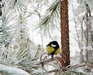 Превью обои синица, птица, зима, ветка, дерево, иней