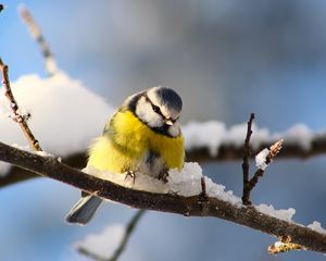 Превью обои синица, ветка, снег, птица